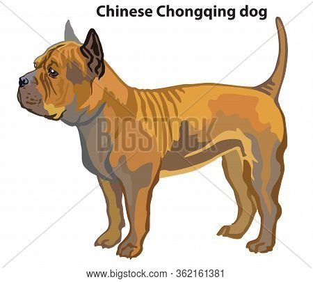 Colorful Decorative Portrait Of Standing In Profile Chinese Chongqing Dog, Vector Isolated Illustrat