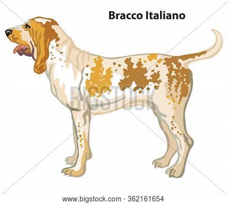 Colorful Decorative Portrait Of Standing In Profile Dog Bracco Italiano, Vector Isolated Illustratio