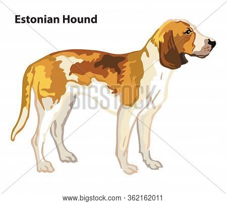 Colorful Decorative Portrait Of Standing In Profile Dog Estonian Hound, Vector Isolated Illustration