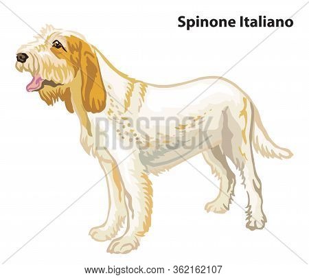 Colorful Decorative Portrait Of Standing In Profile Dog Spinone Italiano, Vector Isolated Illustrati