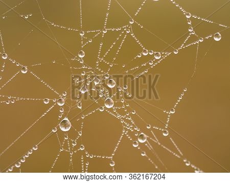 Spider Web Covered By Water Drops With Reflcetion Of Tree, Brown Background