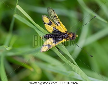 Owlfly Libelloides Macaronius Male - Yellow And Black Insect On Grass