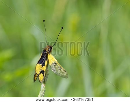 Owlfly Libelloides Macaronius Male - Yellow And Black Insect On Grass