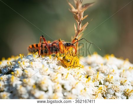 Assassin Bug (rhynocoris Iracundus) Sitting On A White Flower, Eating Its Prey