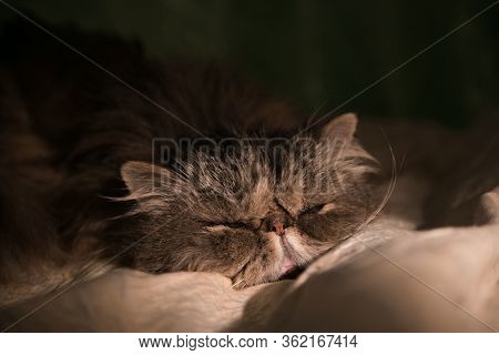 Grey Persian Cat Sleeping In Bed. Close-up, Night