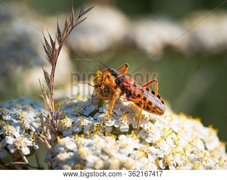 Assassin Bug (rhynocoris Iracundus) Sitting On A White Flower, Eating Its Prey