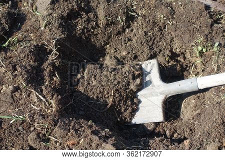 Gardener Digging With Garden Spade In Black Earth Soil. Farming, Gardening, Agriculture.worker Digs 