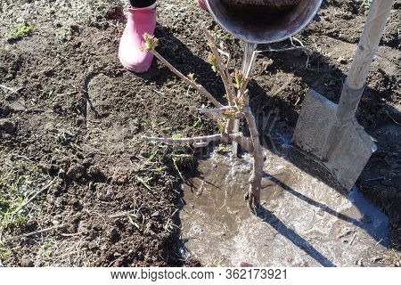 A Gardener Has Planted A Seedling Of A Fruit Tree In The Fertile Black Earth Soil In The Garden And 