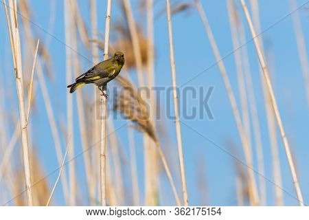 European Greenfinch Or Carduelis Chloris Perched On A Branch.