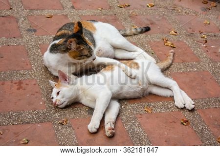 Two Fat Cats Lie Together On A Tile In The Yard Or On The Street.