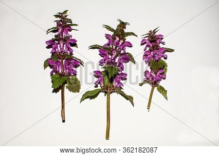 Red Deadnettle (lamium Purpureum). Red Deadnettle (lamium Purpureum) On A Bright Background. The Bro