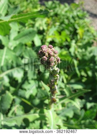 Budding Plant Pieces Of Lactuca Serriola (prickly Lettuce)