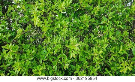 Banyan Green Leaves Nature Background.tree Plant Bush Decorate In The Garden.leaf Texture Copy Space