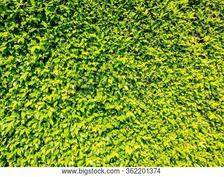 Banyan Green Leaves Nature Background With Frame  White.tree Plant Bush Decorate In The Garden.leaf 