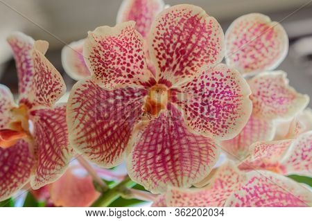 Flower Of The Vanda Coerulea Orchid. May 12, 2019. Madrid Spain. Botanical Biology Nature Photograph