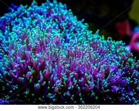 Green Rhodactis In A Reef Tank Macro Close Up (soft Coral)