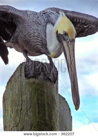 Pelican3