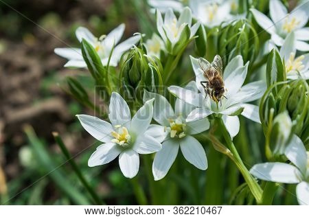 Honey Bee Worker Collecting Pollen From Flower