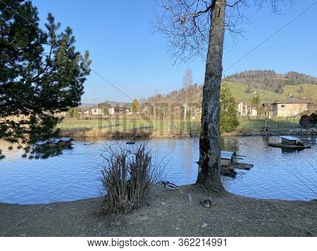 A Private Pond With Ducks And Other Related Aquatic Bird Species, Einsiedeln - Canton Of Schwyz, Swi