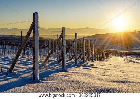 Vineyards Of Barolo In The Hills Of Langhe, (piedmont, Italy) At Sunset. Countryside And Rows Covere