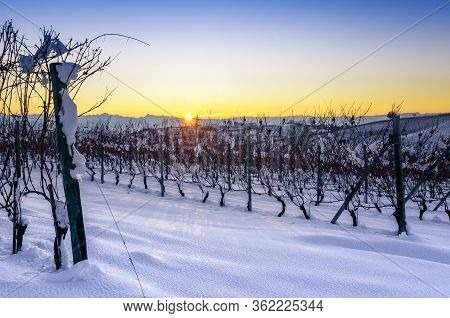 Vineyards Of Barolo In The Hills Of Langhe, (piedmont, Italy) At Sunset. Countryside And Rows Covere