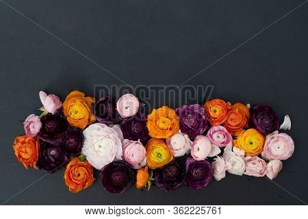 Ranunculus Flowers Border On Minimal Black Background With Copy Space