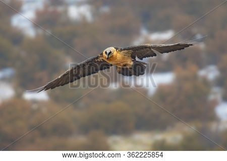 Bearded Vulture (gypaetus Barbatus), Also Known As The Lammergeier (or Lammergeyer) Or Ossifrage, Is