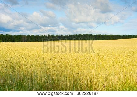 Landscape With Wheet Field Ready For Crop In The Morning Light. Estonia