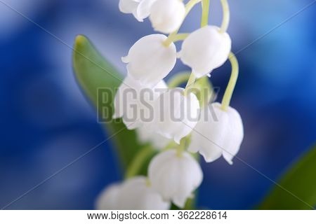Lilies Of The Valley On A Blue Background Close Up