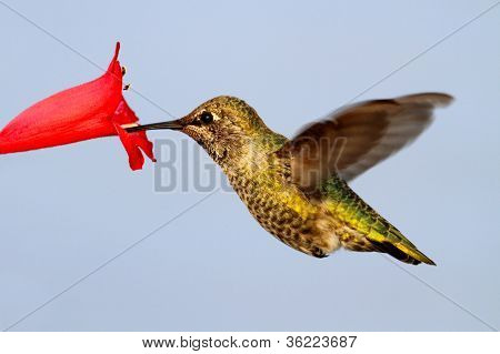 Annas Hummingbird (calypte Anna)