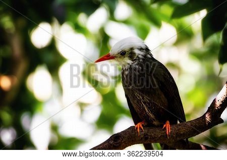Madagascar Bulbul (hypsipetes Madagascariensis) Exotic Bird On A Tree Branch