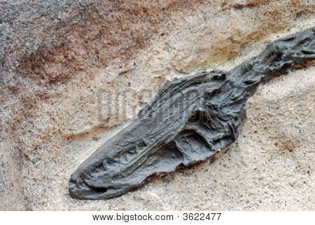 Fossil Skull