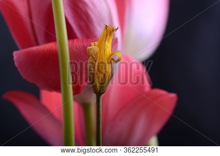 Spring Flowers Banner. Bunch Of Pink Tulip Flowers On Abstract Background. Close Up