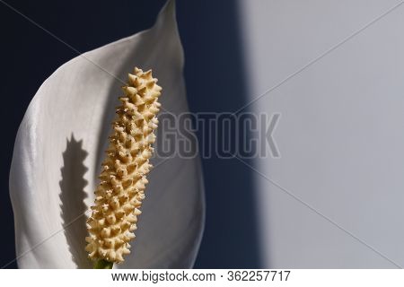 Houseplant - Spathiphyllum. Beautiful Peace Lily Spathiphyllum With Leaves In Dark Background. Bloom