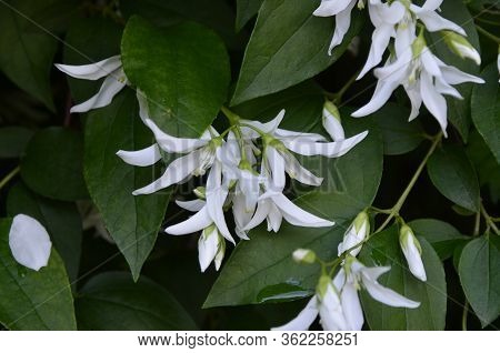 Close Up Of Jasmine (philadelphus Falconeri) Flowers In A Garden