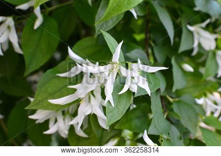 Close Up Of Jasmine (philadelphus Falconeri) Flowers In A Garden