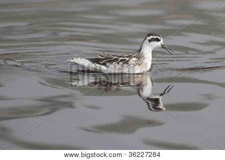 Red-necked Phalarope (phalaropus Lobatus)