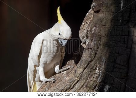 Closeup Yellow Crested Cockatoo Perched On Branch Isolated On Background