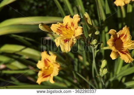 Floral Background. Beautiful Orange Daylily Flowers Close Up. Yellow Flowers With Dew Drops On A Bac