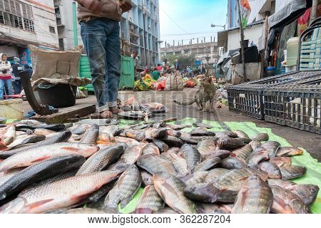 Kolkata, West Bengal, India - 16th December 2018 : Fishes Put On Road For Sale. A Hungry Cat Is Look