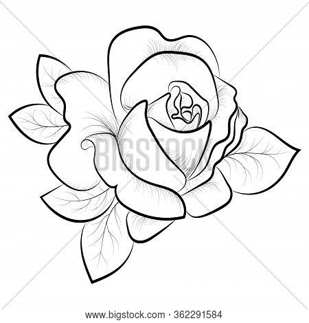 A Sketch Of A Rose In Black.contour Sketch Of A Black Rose On A White Background.