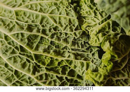 Raw Fresh Green Cabbage Texture And Background. Close Up View With Selective Focus. Organic And Heal