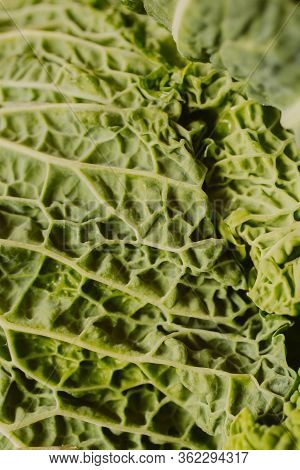 Raw Fresh Green Cabbage Texture And Background. Close Up View With Selective Focus. Organic And Heal