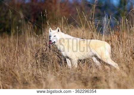 The Hudson Bay Wolf (canis Lupus Hudsonicus) Subspecies Of The Wolf (canis Lupus) Also Known As The 