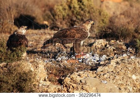The Bonelli's Eagle (aquila Fasciata) On A Rock.pair Of Rthe Eagles With Prey.