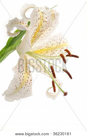 Én gyldne stråler lily i lodret position