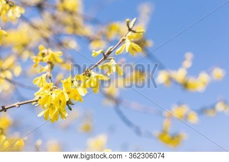 Amazing Yellow Forsythia Flowers And Blue Sky. Golden Bell, Border Forsythia  Blooming In Spring Gar