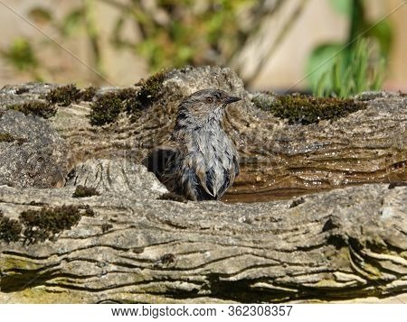 Hedge Sparrow (prunella Modularis) In An Old Weathered Bird Bath