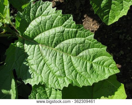 Leaves From Nicandra Physalodes Plant In A Garden