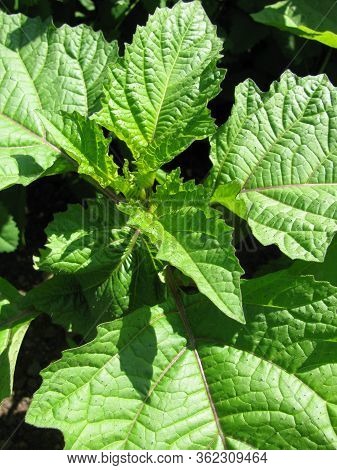 Leaves From Nicandra Physalodes Plant In A Garden